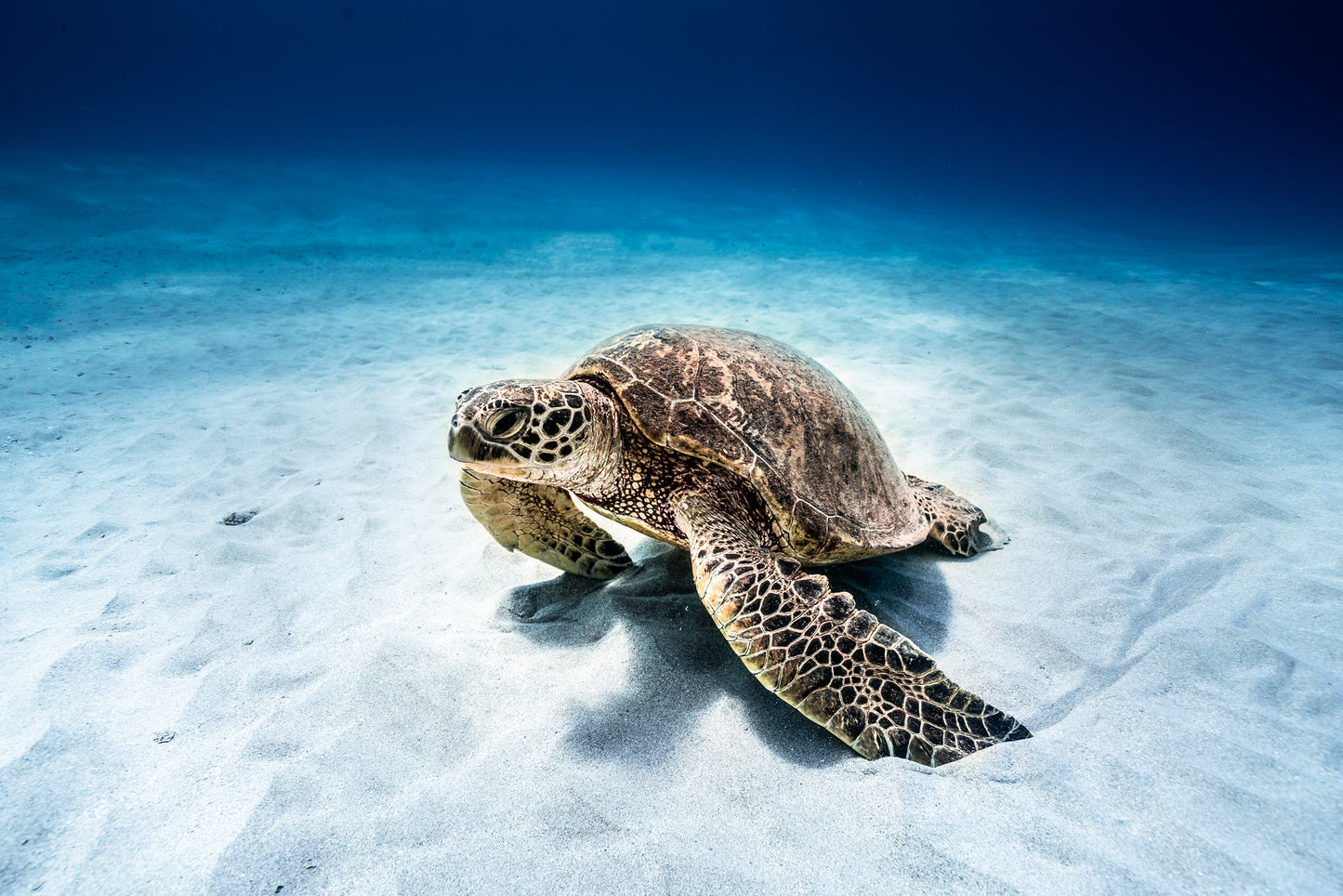 0024 Honu Chills