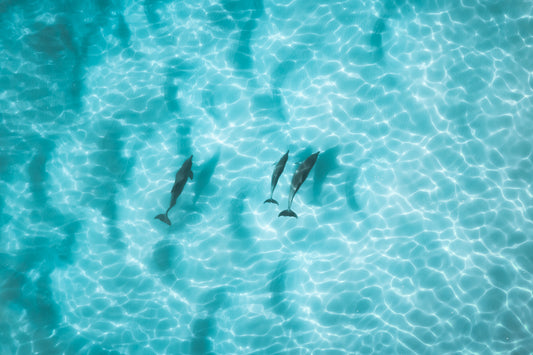 0066 Blue Dolphins